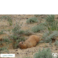 خانواده سنجاب‌ها FAMILY SCIURDIAE